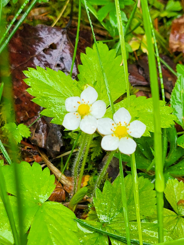 flora & fauna in Silz, Tirol